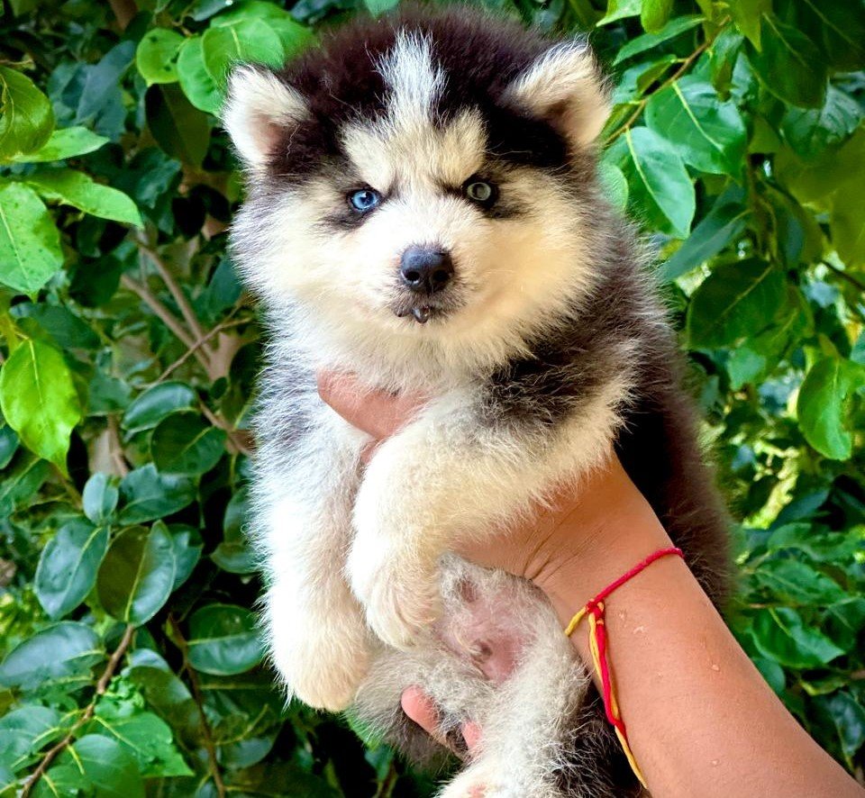 Order Female Siberian husky  Puppy from Bangalore